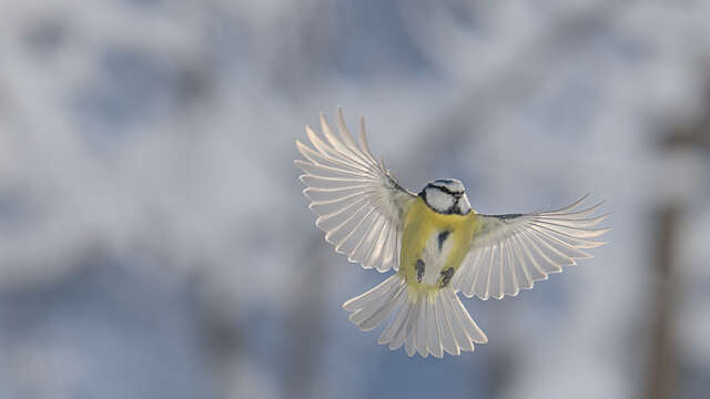 Exhibition “Crossing Paths” - Gaspard Buttin - Nature Film Festival