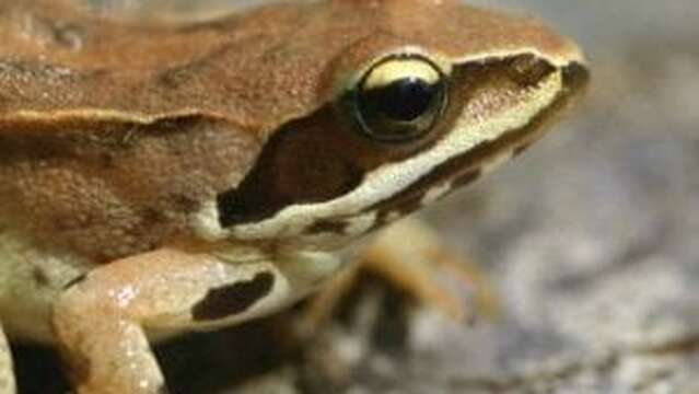 Crapauds, grenouilles et compagnie (4-7ans) - Maison du Marais de Lavours