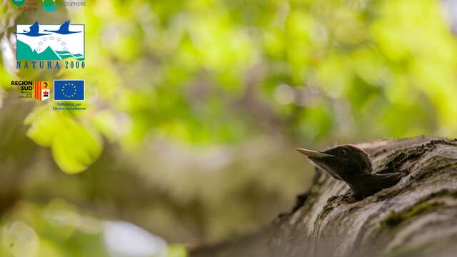 À la rencontre des oiseaux des forêts