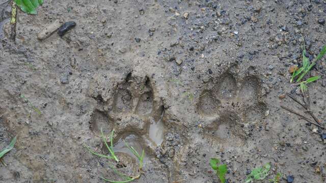 Sur les traces de la faune