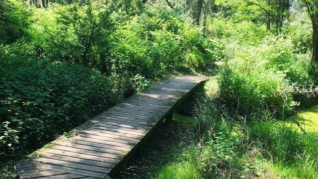 Sentier de la forêt vierge