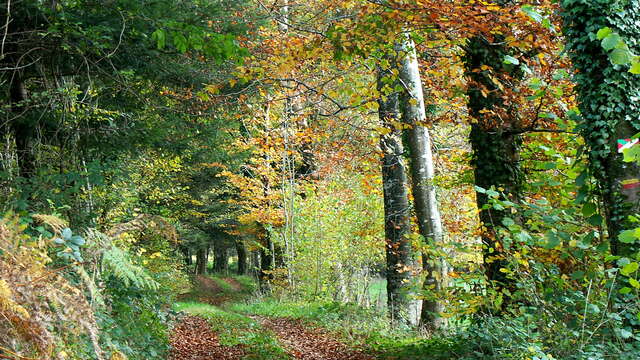 Les gouttes noires - PR n°52