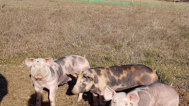 De Ferme en Ferme - Aux cochons d'Ausson