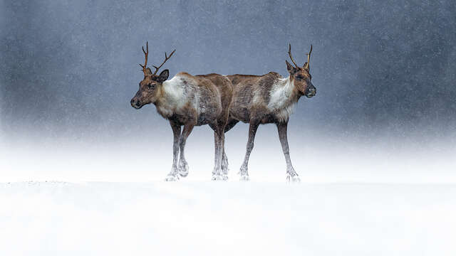 Exposition Le silence des sauvages de Joël Brunet et Laurence Terminet