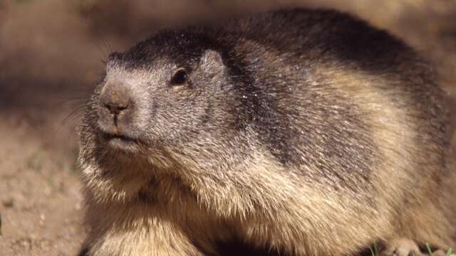 Randonnée 1/2 journée Rencontre avec les marmottes