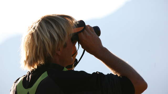 Bureau Montagne : Observation des chamois, voltigeurs des cimes!