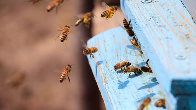 Atelier "Abeille" pour les enfants par Abeille de Ré