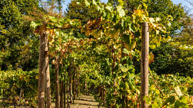 Visite dégustation des vignes des coteaux de Louveciennes
