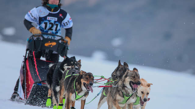 The lekkarod, dog sled race