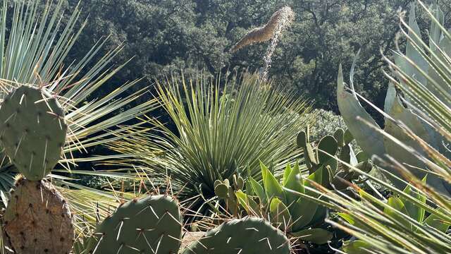 Formation "Un jardin sec en région méditerranéenne"