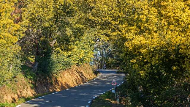 Ausflug mit dem Bus : Von der Mimose zum Parfüm