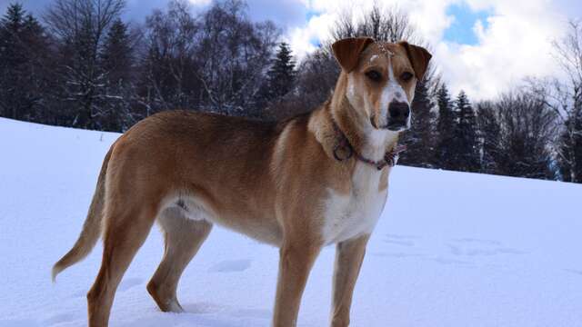 Visite pédagogique "Moi, Aneto, Chien de traîneau"