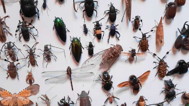 Atelier ALTEC (6-8 ans) - Les insectes à la loupe