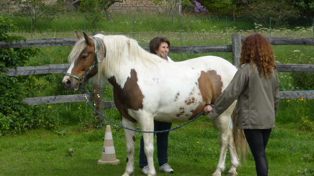 Equitation - Ferme équestre Les Fougères