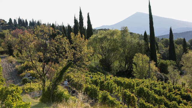 Visite guidée du Domaine de Saint Amant