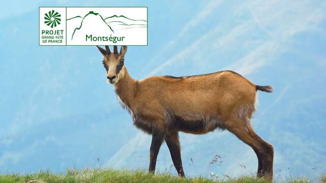 A la découverte de la faune des sommets du Grand Site