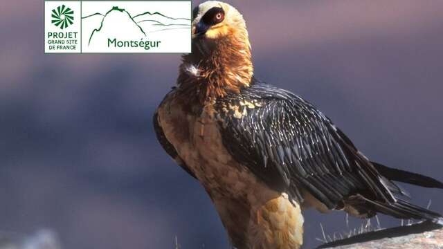 Les jeudis des oiseaux (Natura 2000) - Où sont-ils, qui sont-ils ?
