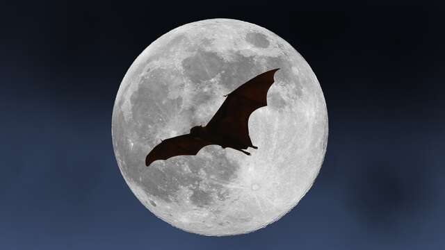 Nuit Internationale de la Chauve-Souris : sortie nocturne et observation