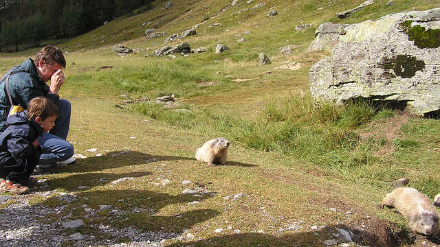 Rencontre avec les marmottes