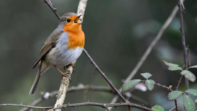 Animation Natur: Vogelgesang