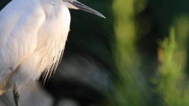 Elevage et biodiversité avec les balades de Mag