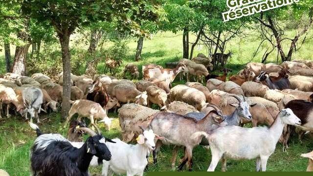 Médiation pastorale : visite de la ferme de Bramefan