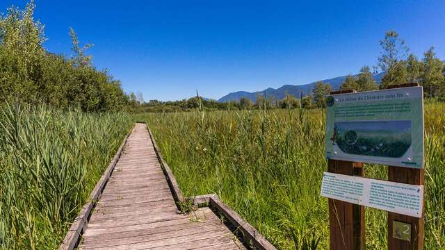 Arbres et herbes folles