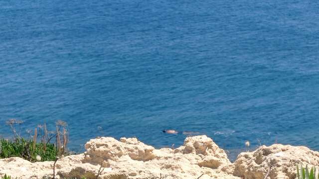 Plongée sous-marine