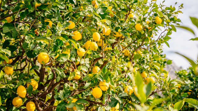 Antoine Mari - Producer of IGP Menton Lemon