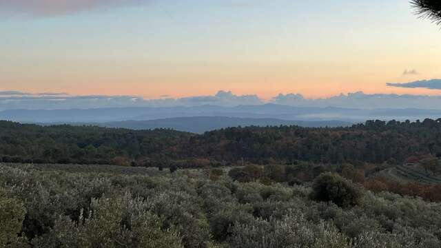 L'oliveraie de Taurenne