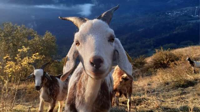 Visite guidée de la Bergerie de l'Etoile et dégustation