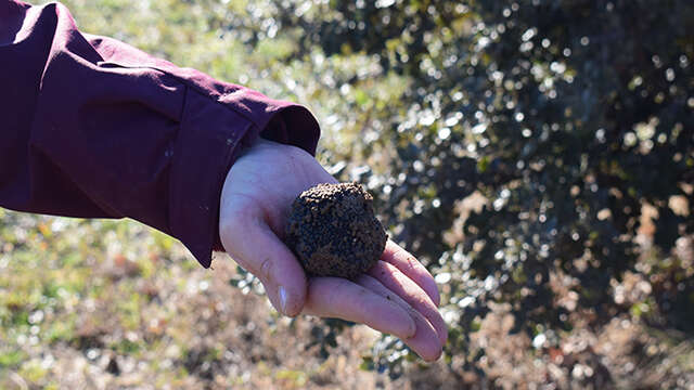 Balade gourmande, cavage et dégustation de truffe