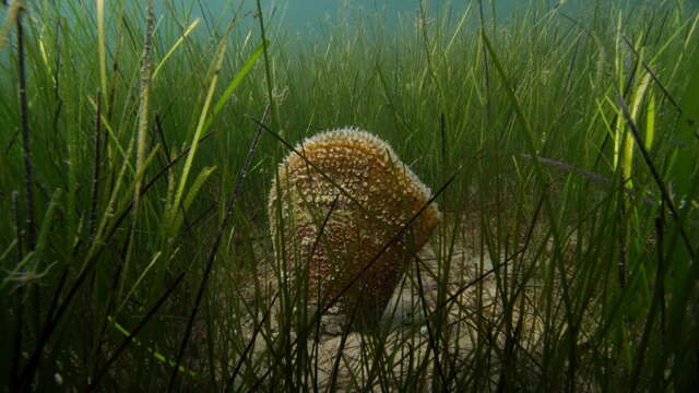 Projection du Film « Avant que la Grande Nacre meure » en présence des réalisateurs et Débat