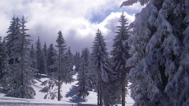 La Petite Forêt snowshoe trail