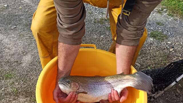 Pêche de la truite au kilo