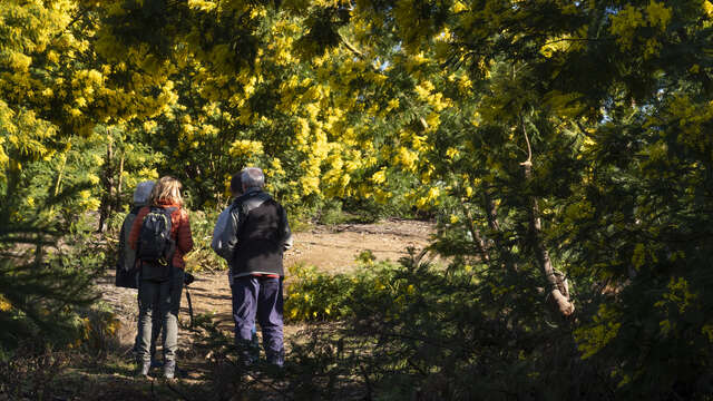 Balades Guidées: Tanneron, le mimosa et les plantes à parfum du Massif