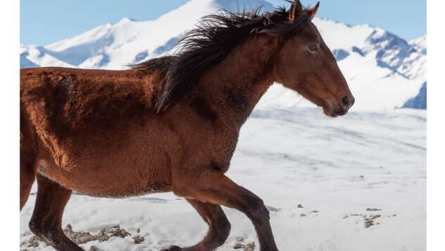 Les Éphémères : Les ailes des Kirghizes