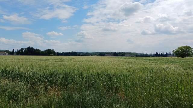 7 - From Orange to Caderousse - from Roman city to the Green Island of the Rhône- N°7
