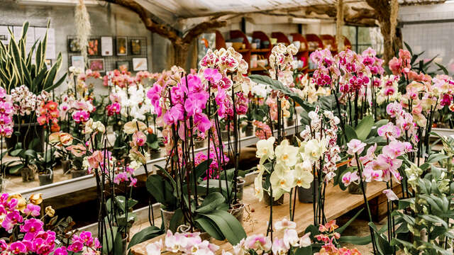 Atelier culture des orchidées