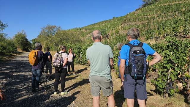 Rando Wine au Domaine François Grenier