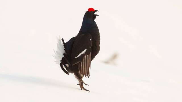 Mountain cinema - Conference ‘Le Grand Marais’