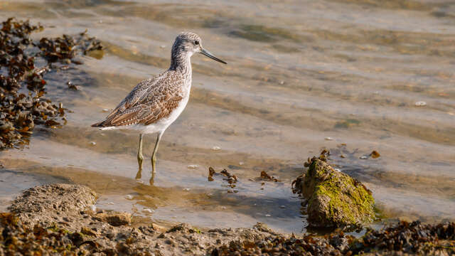 Point de vue sur les oiseaux du bord de mer