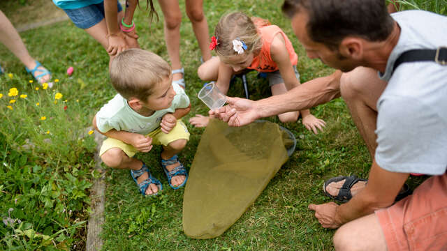 Atelier découverte des insectes