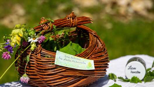 Cueillette et transformation de plantes médicinales : je prépare mon sirop