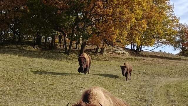 La Ferme aux Bisons