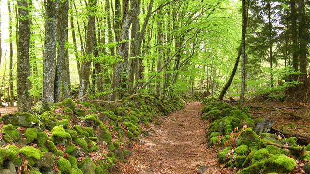 Lava Flow La Cheire de Côme