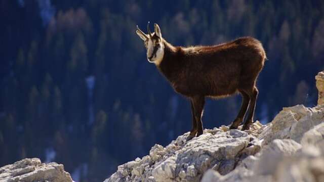On the tracks of chamois