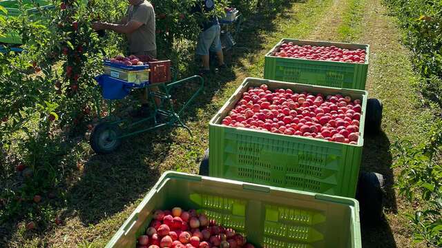 Les Pieds dans le Local®, spécial producteurs ! Visite d'exploitation : Les Pommes du Sauget
