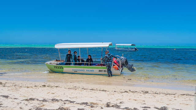 Guided Palm Walk - Glass-bottom boat