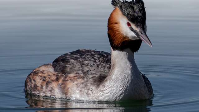 Exposition photo Les bestioles du lac